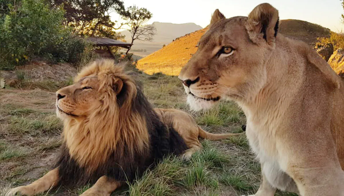 (Courtesy of Love Lions Alive)