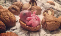 Man Finds Baby Squirrel on His Bed, 4 Years After Rescue It Grows Up to Be an Adorable Pet