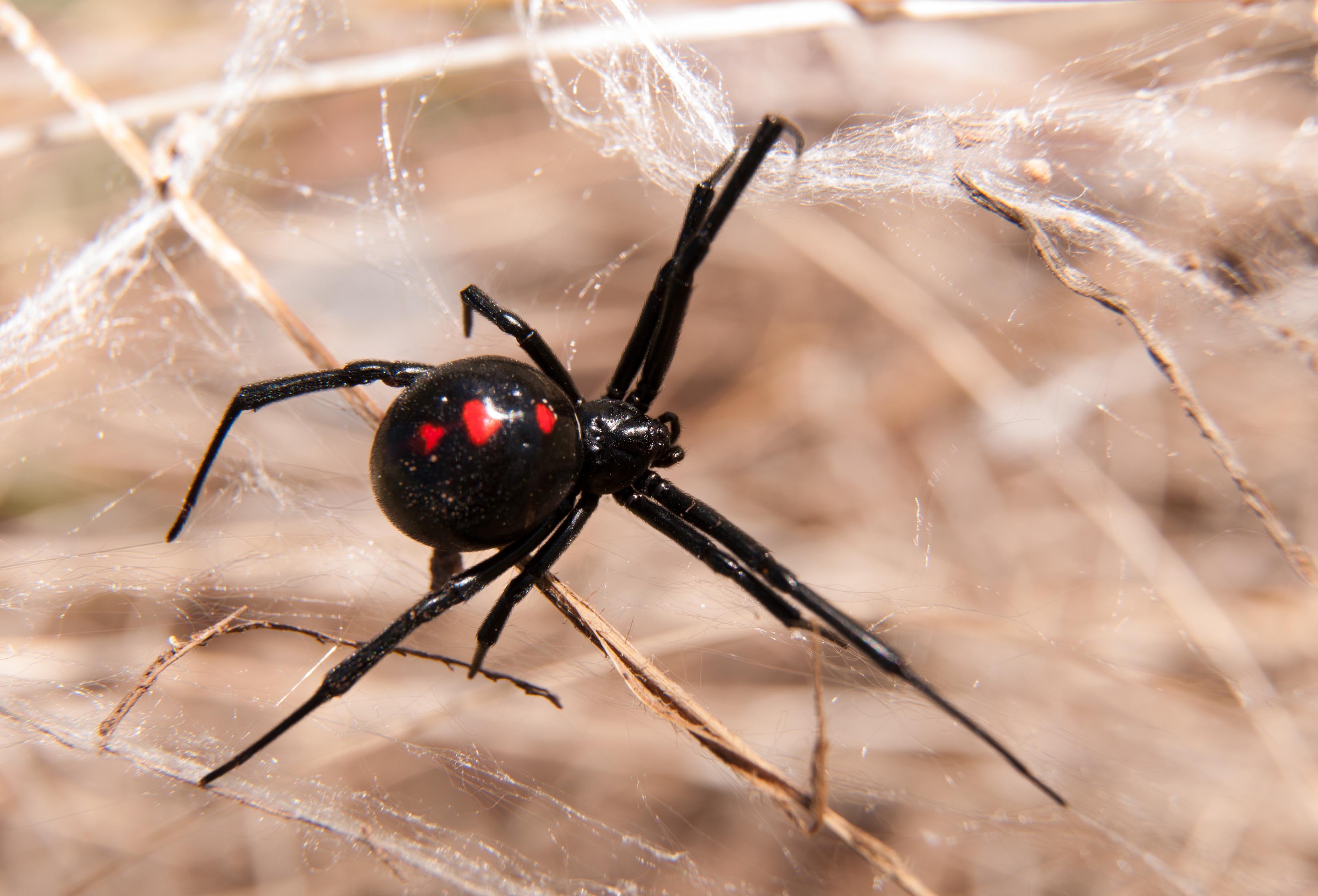 Ядовитый паук вдова. Каракурт паук. Красноспинный паук австралийская вдова. Каракурт черная вдова. Чёрная вдова паук самец.