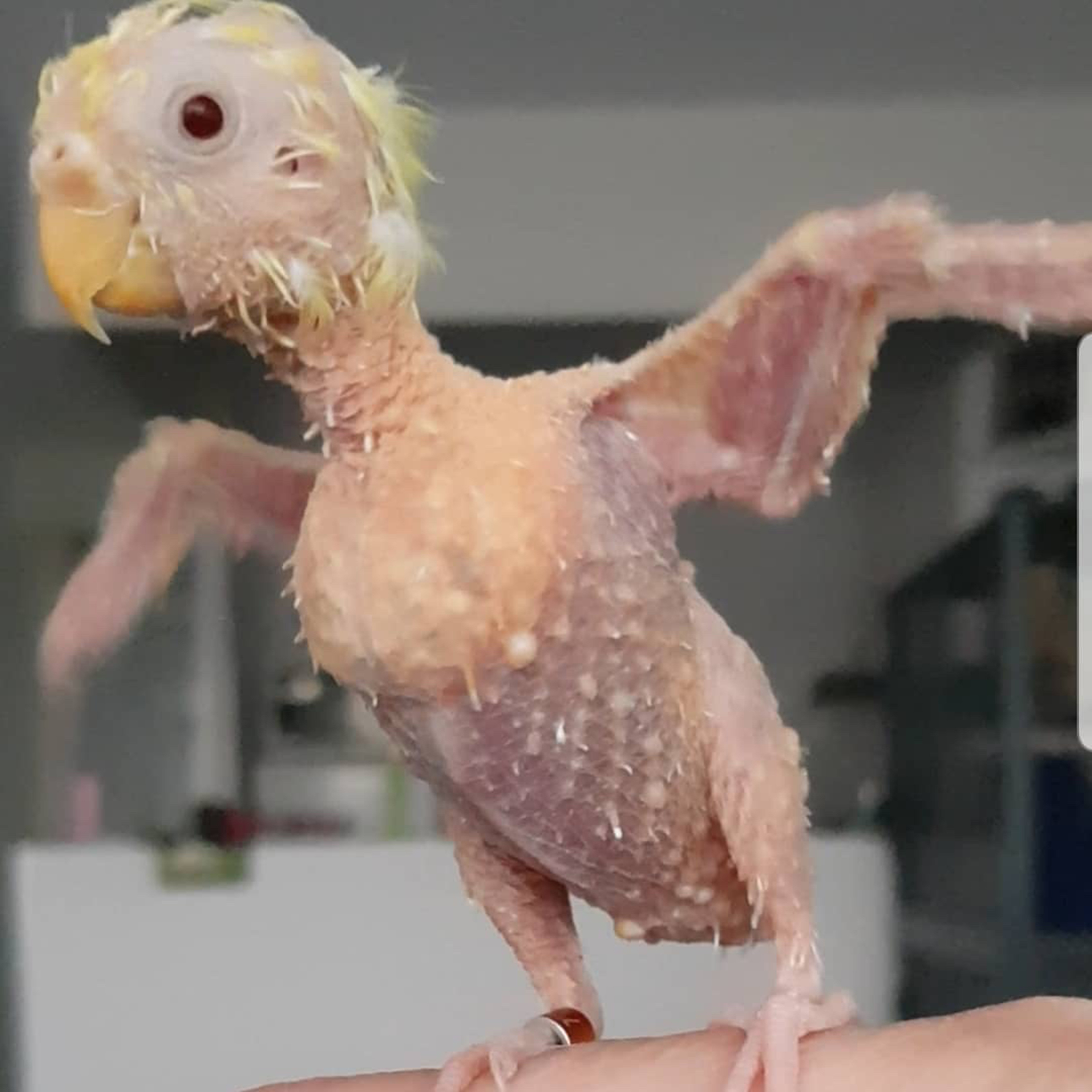 Featherless Budgie That Went Bald Due to Stress Thrives At Life Despite  Viral Disease
