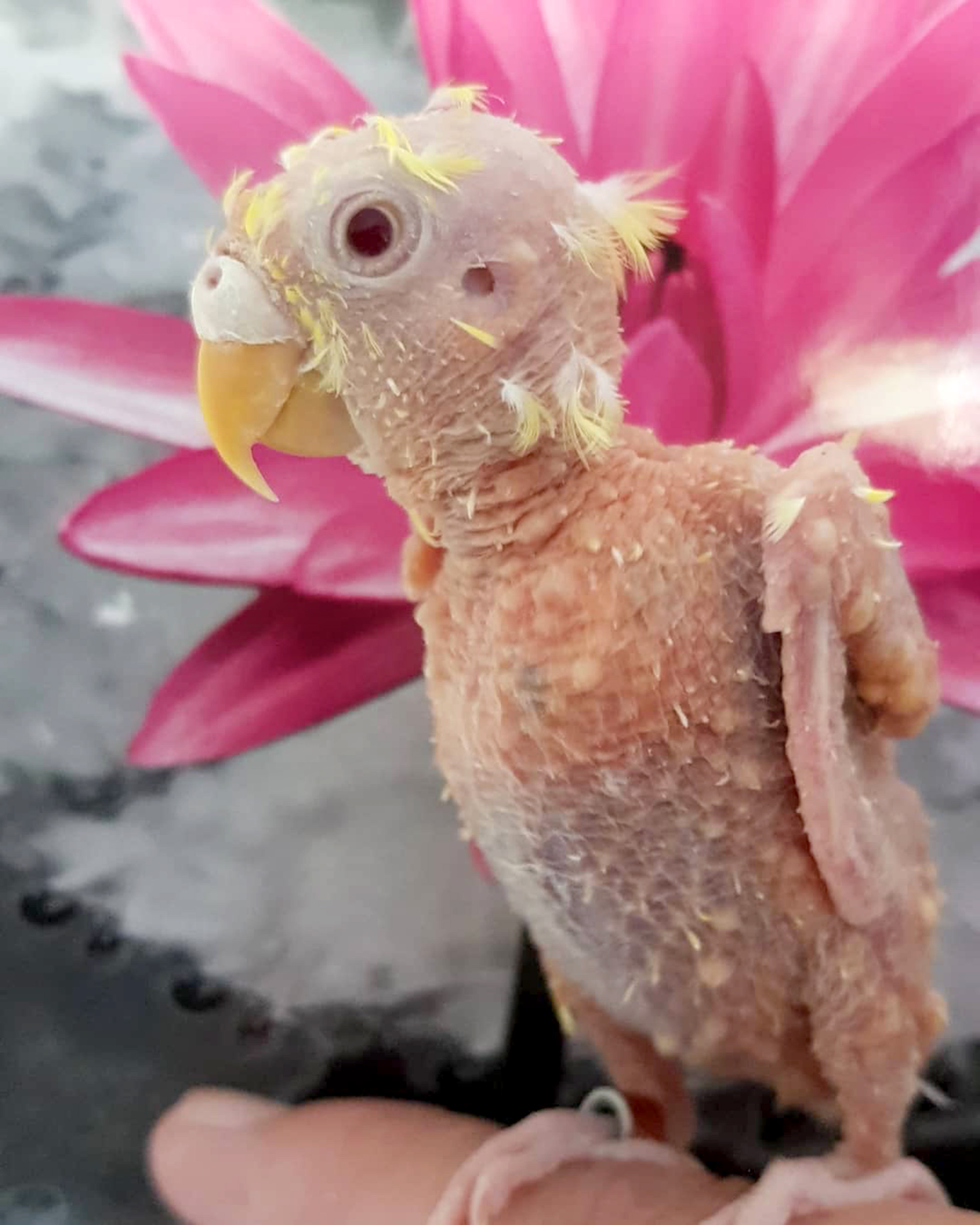 Featherless Budgie That Went Bald Due to Stress Thrives At Life Despite Vir...