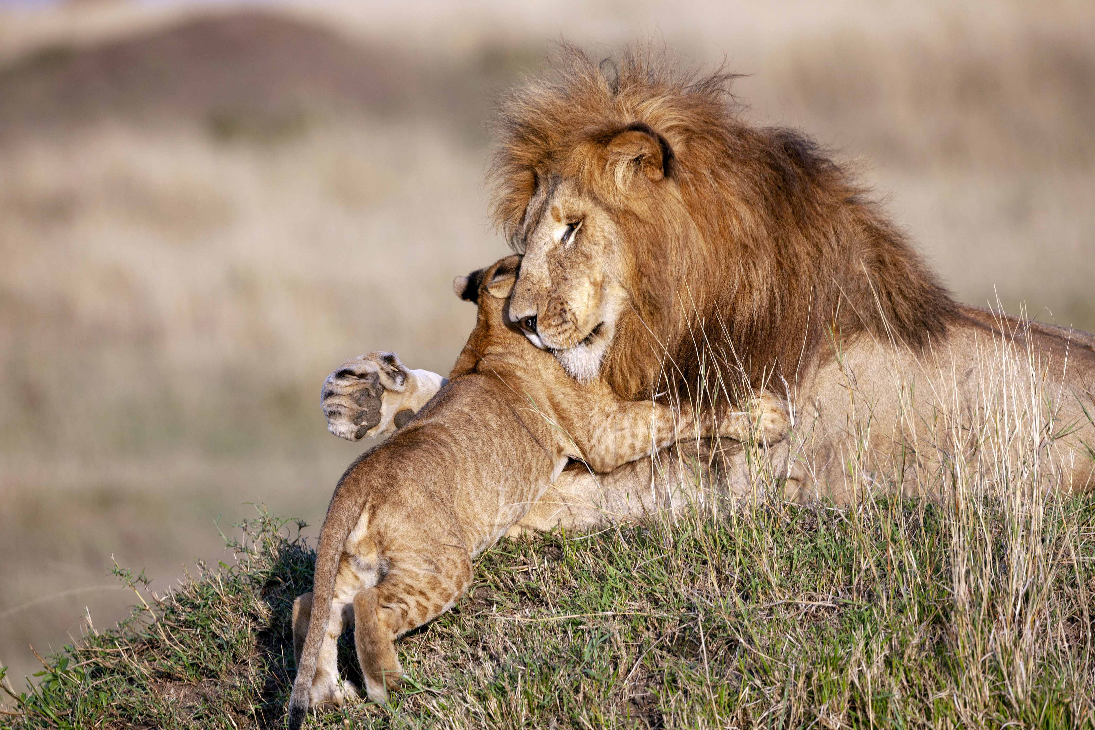 Heartwarming Photos of Lion Dad and Cub Embracing Reveal Gentle Side of King of the Savanna | The Epoch Times
