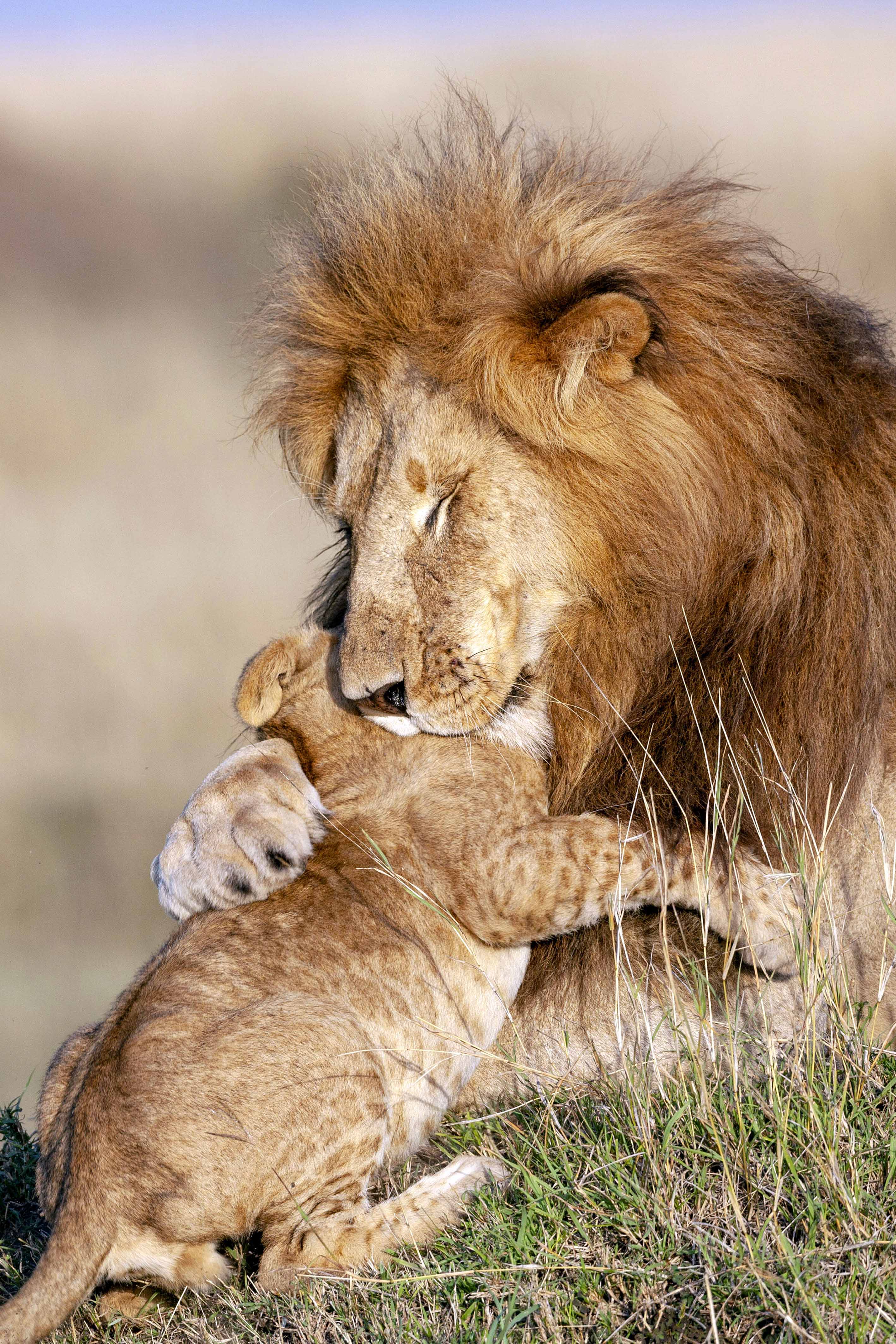 Heartwarming Photos Of Lion Dad And Cub Embracing Reveal Gentle Side Of King Of The Savanna