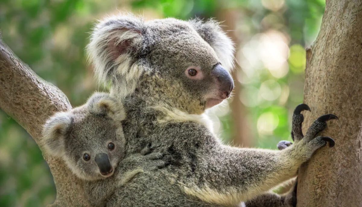 Mother and baby (jeep2499/Shutterstock)   