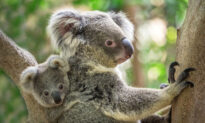Advocates Want Mine Stopped and National Park Established After Thousands of Koalas Killed in Bushfires