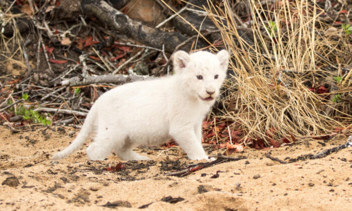 Lion Cub With White Fur Due To Rare Condition Sighted With Parents At Kruger Wildlife Reserve