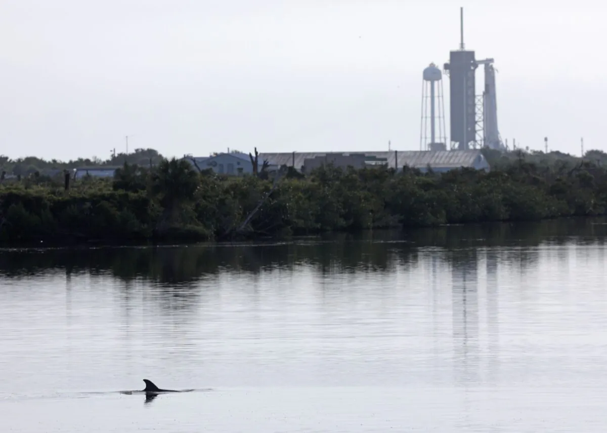 Dolphins swim in a lagoon near Launch Complex 39A at the Kennedy Space Center in Florida on May 29, 2020. (Gregg Newton/AFP via Getty Images)