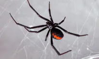 3 Boys Rushed to Hospital After Letting Black Widow Spider Bite Them to Become Like ‘Spider-Man’