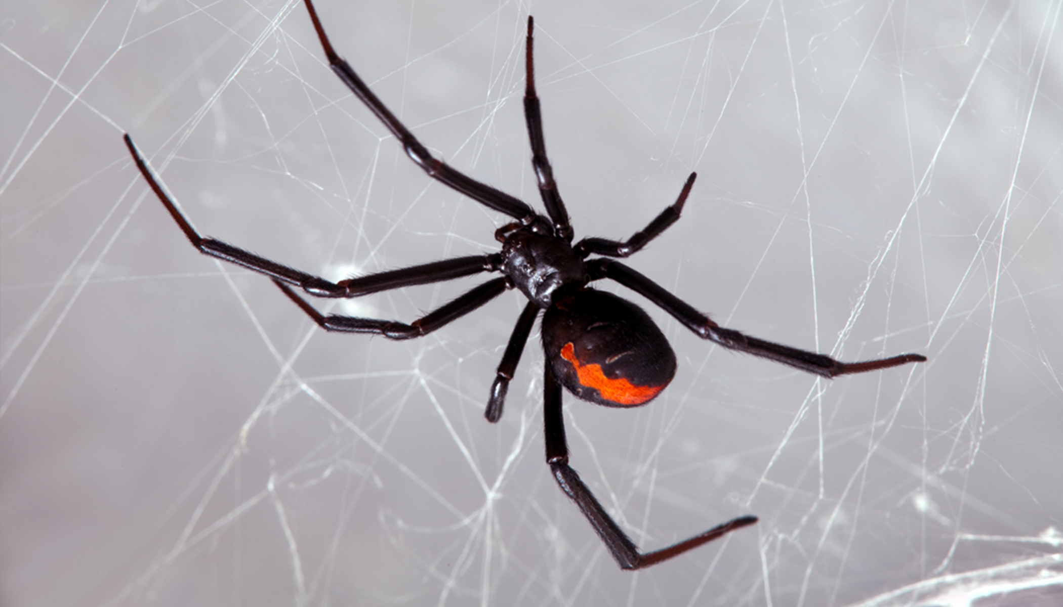 Three young brothers let black widow bite them in hopes of turning into  Spider-Man 