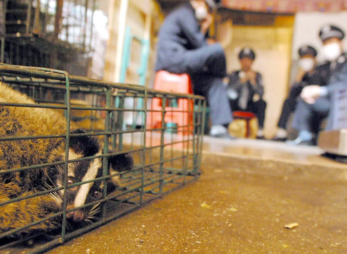 Chinese health workers and police watch over the last remaining civet cats confiscated from a wildlife market in Guangzhou, southern China's Guangdong province on Jan. 6, 2004. (-/AFP via Getty Images)