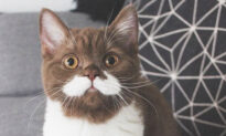 Kitten With Adorable White ‘Mustache’ and ‘Tuxedo’ Gains Fame on Instagram With 60,000 Followers