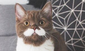 Kitten With Adorable White 'Mustache' and 'Tuxedo' Gains Fame on Instagram With 60,000 Followers