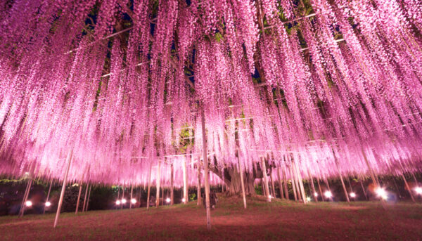 This Almost 150-Year-Old Great Wisteria in Japan Looks Like a 'Pink Cloud'