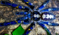 Electric-Blue Peacock Tarantula May Be One of the Most Eye-Catching Endangered Species