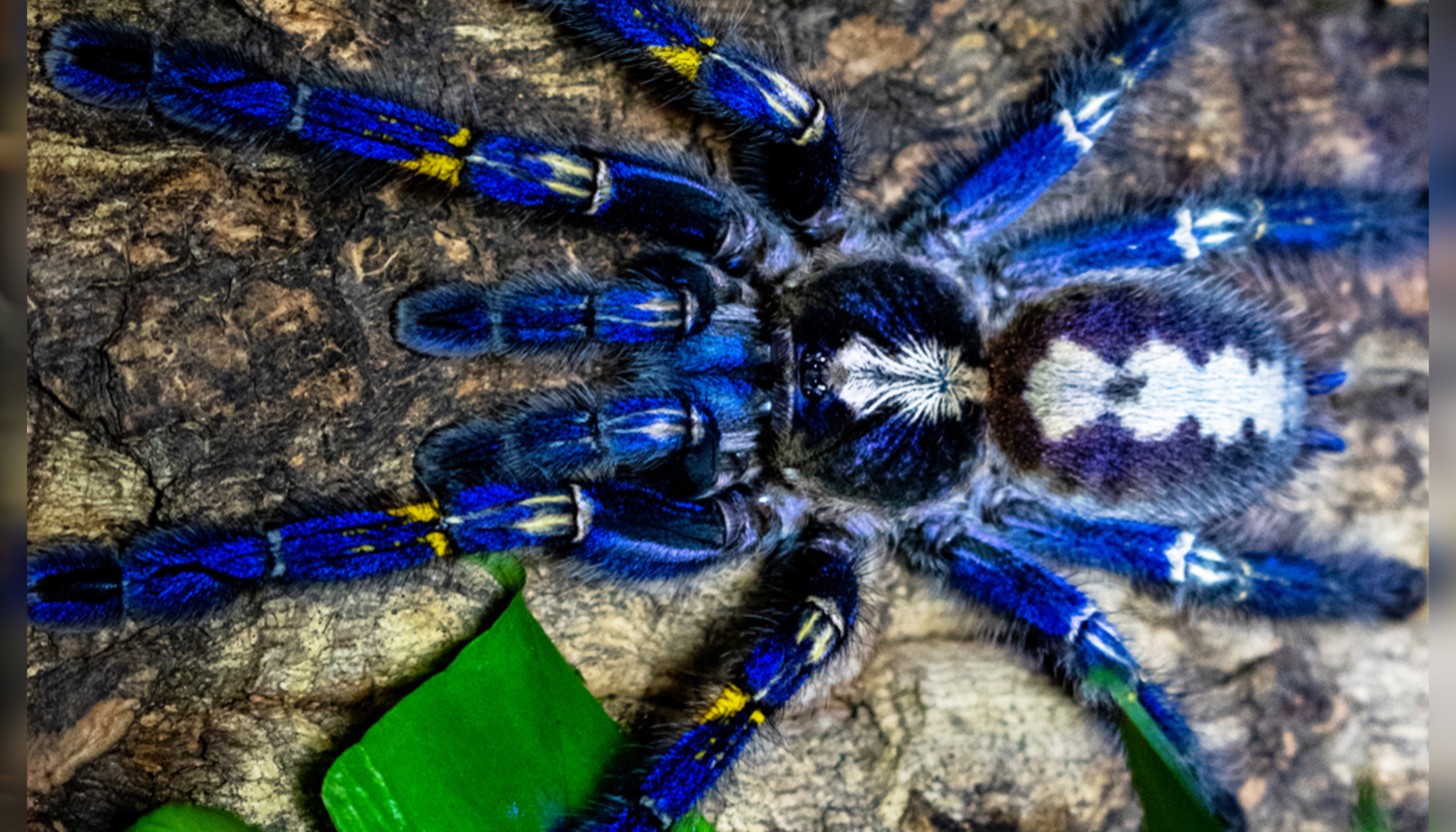 Electric Blue Peacock Tarantula May Be One Of The Most Eye Catching Endangered Species