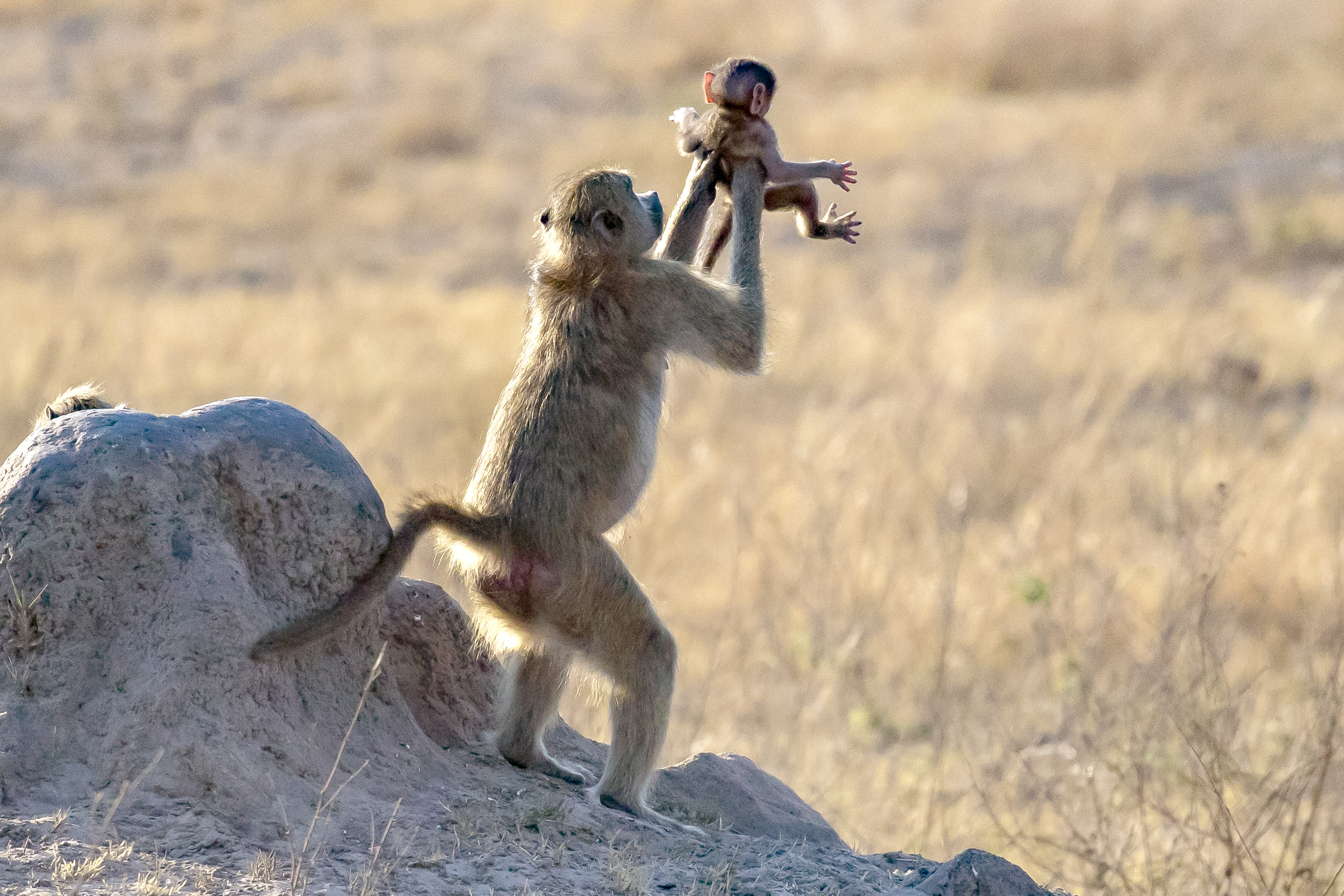 The Lion King Moment: Baboon Holds Up Baby Monkey Like Simba in the Disney  Film