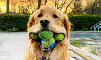 Golden Retriever Sets World Record for Most Tennis Balls in His Mouth According to Guinness