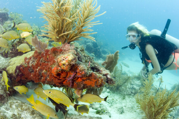 florida keys diving