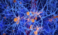 How Brain’s ‘Immune Cells’ Can Fight Meningitis, Alzheimer’s—or Backfire