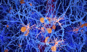 How Brain’s ‘Immune Cells’ Can Fight Meningitis, Alzheimer’s—or Backfire