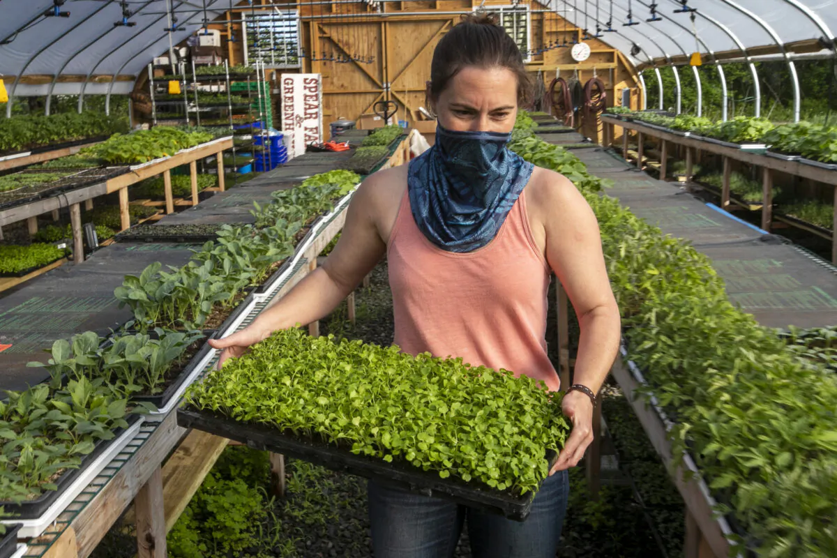 Jamien Richardson moves a tray of seedlings in a crop house at Spear Spring Farm on May 28, 2020 in Warren, Maine. (Robert F. Bukaty/AP Photo)