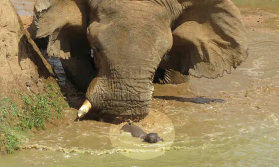 Photos Show Mother Hippo Fighting Off HUGE Elephant That Tries to Threaten Her Baby