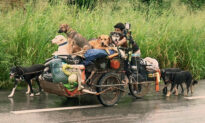 Man Walks Thousands of Miles Collecting Stray Dogs and Finds Homes for Them in Mexico
