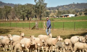 Grain Resurgence Drives Australian Farm Production Up