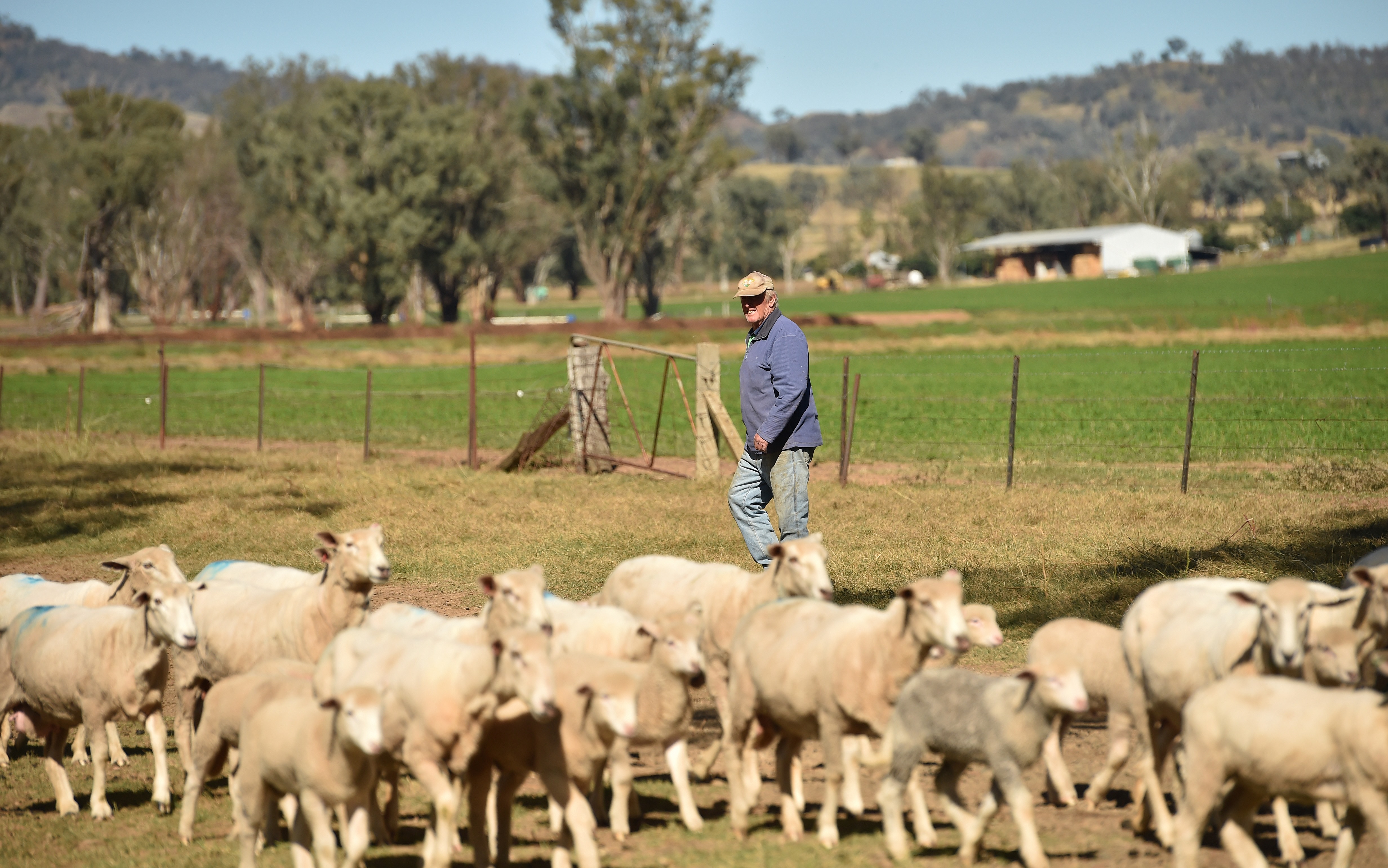 Australia and Saudi Arabia Resume Livestock Trade After 10 Year Hiatus - Vimarsana News