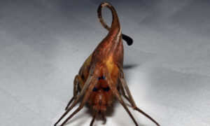 New Species of Mimicking Spider Camouflaged Like a Dried-Up Leaf Discovered in China Rainforest