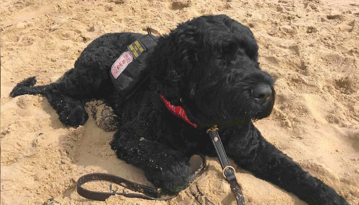 Teddy the service dog. (Caters News)