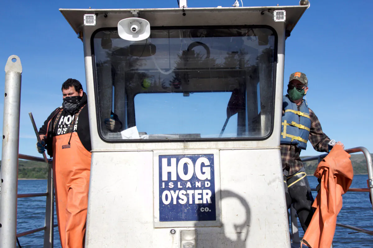 Terry Sawyer (R), co-founder of Hog Island Oyster Co. and Cesar Bernal, farm operations manager, prepare to head out on a boat to one of the company's farm plots on Tomales Bay in Marshall, California. (REUTERS/Nathan Frandino)
