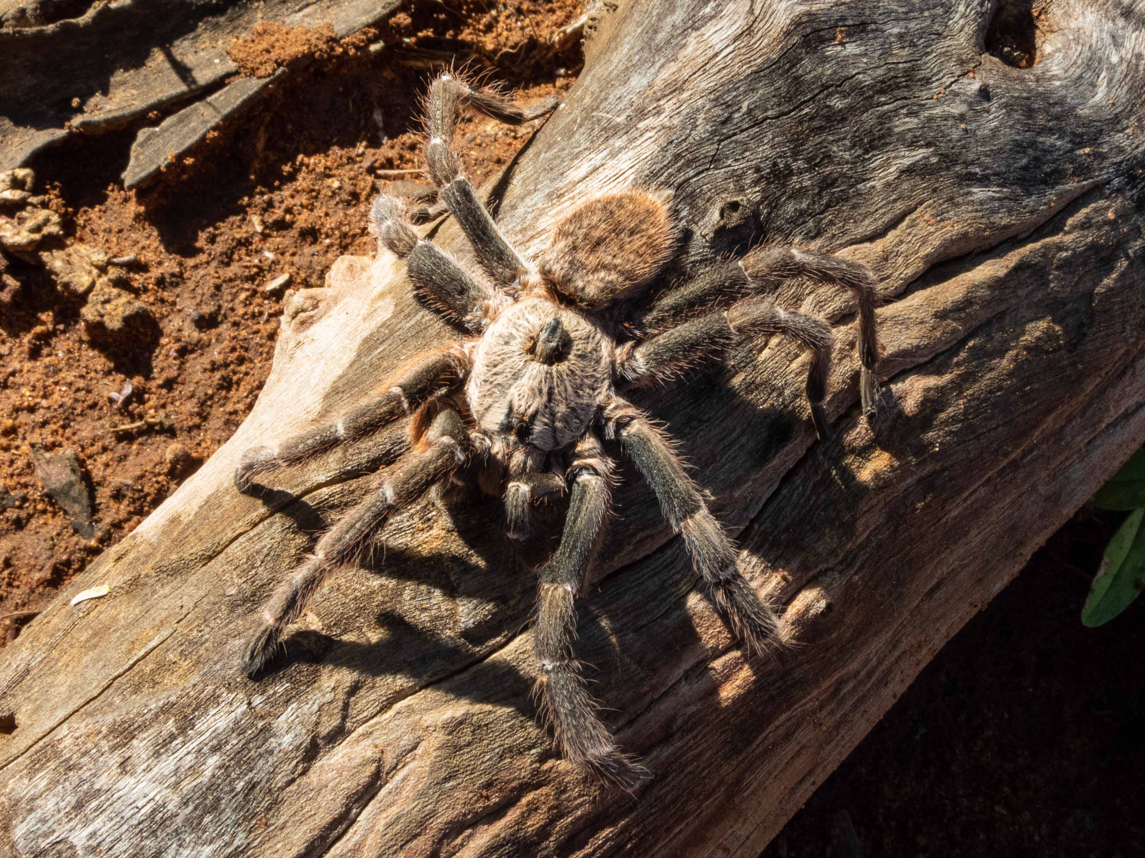 Scientists Discover Strange New Tarantula Species With ‘Horn’ on Its
