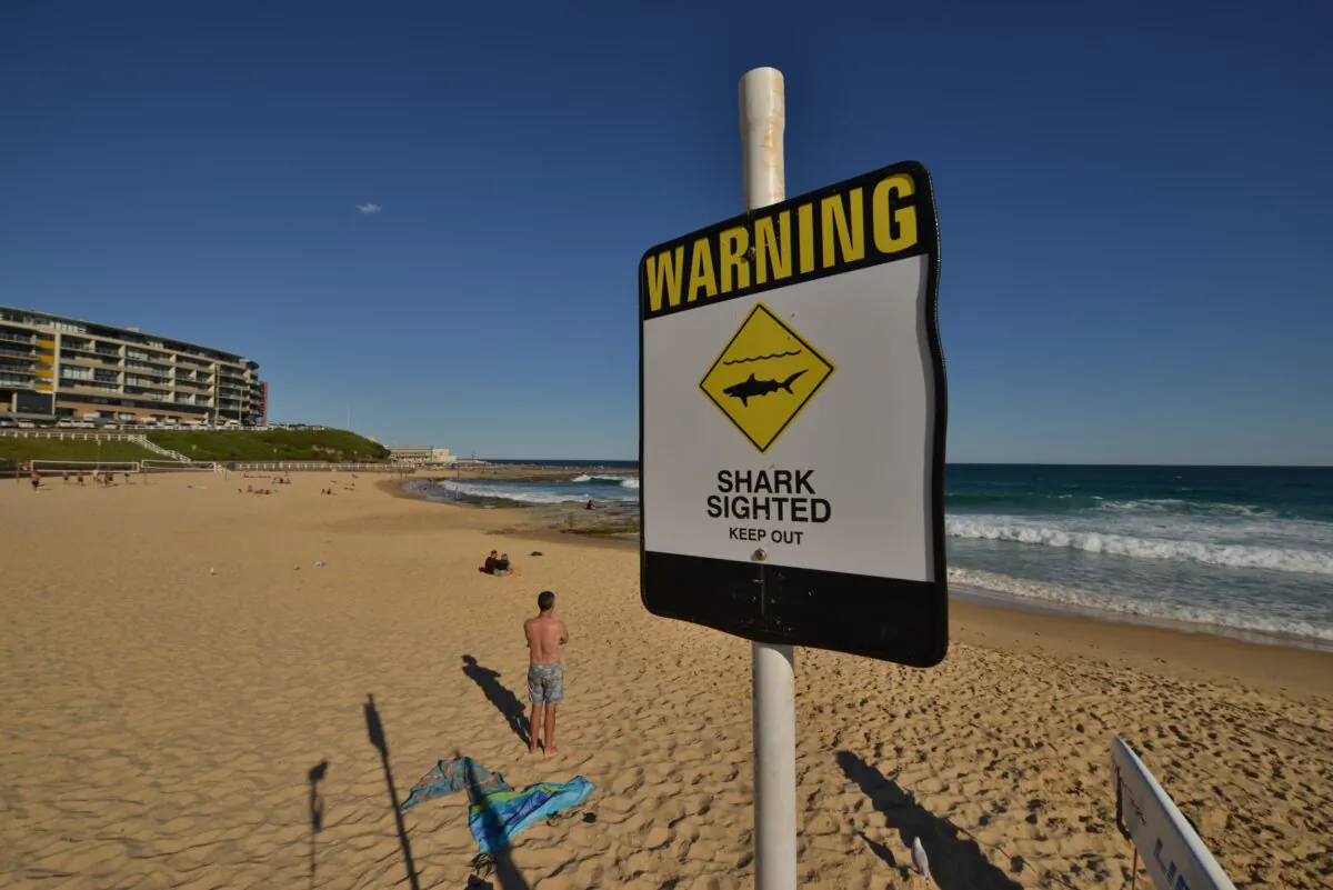 Shark warning sign on the beach in the northern New South Wales, Australia, Jan 17, 2015. (Peter Parks/AFP via Getty Images)