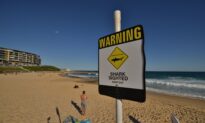 Great White Shark Kills Queensland Surfer