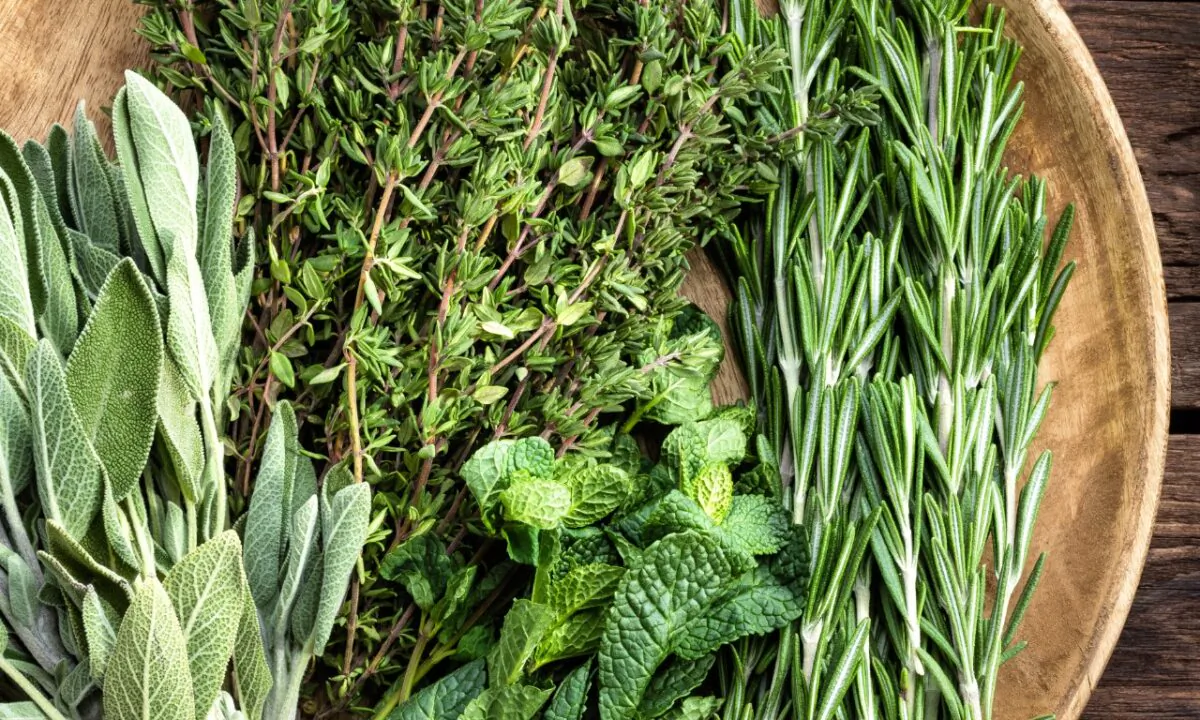 Fresh herbs are essential to many traditional Tuscan dishes, in every season. (Sea Wave/Shutterstock)