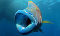 Giant ‘Napoleon Fish’ With Huge Lips Snapped by Aussie Marine Photographer: Amazing!