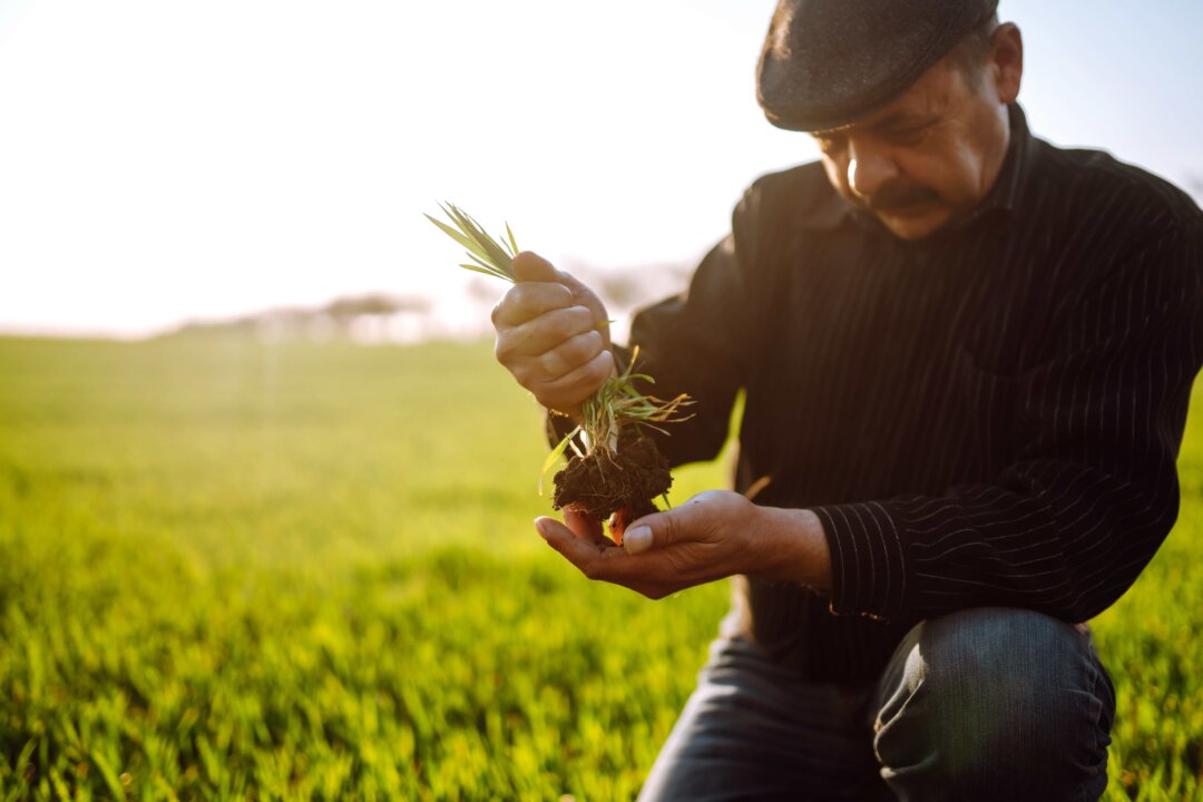 Food grows from the minerals and nutriets found in soil, but this important organic matter is fast vanishing, jeapardizing food security on a massive scale.(maxbelchenko/Shutterstock)