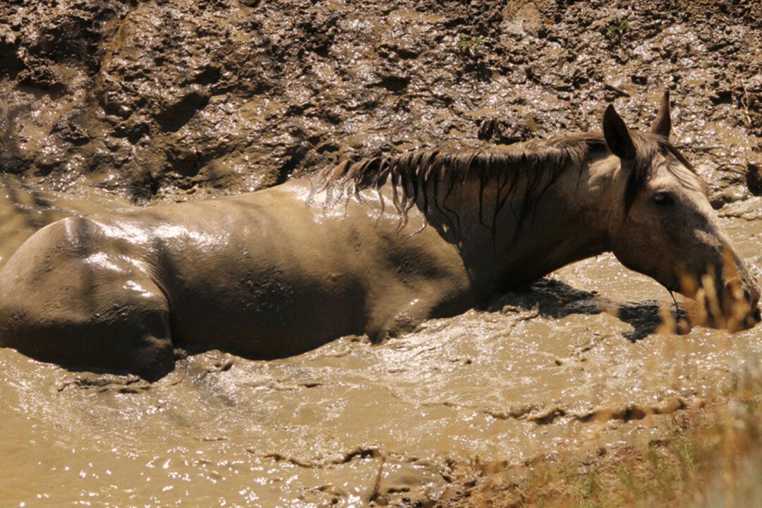 Photographers Find Female Wild Horse Trapped in a Deep Mud Hole and ...