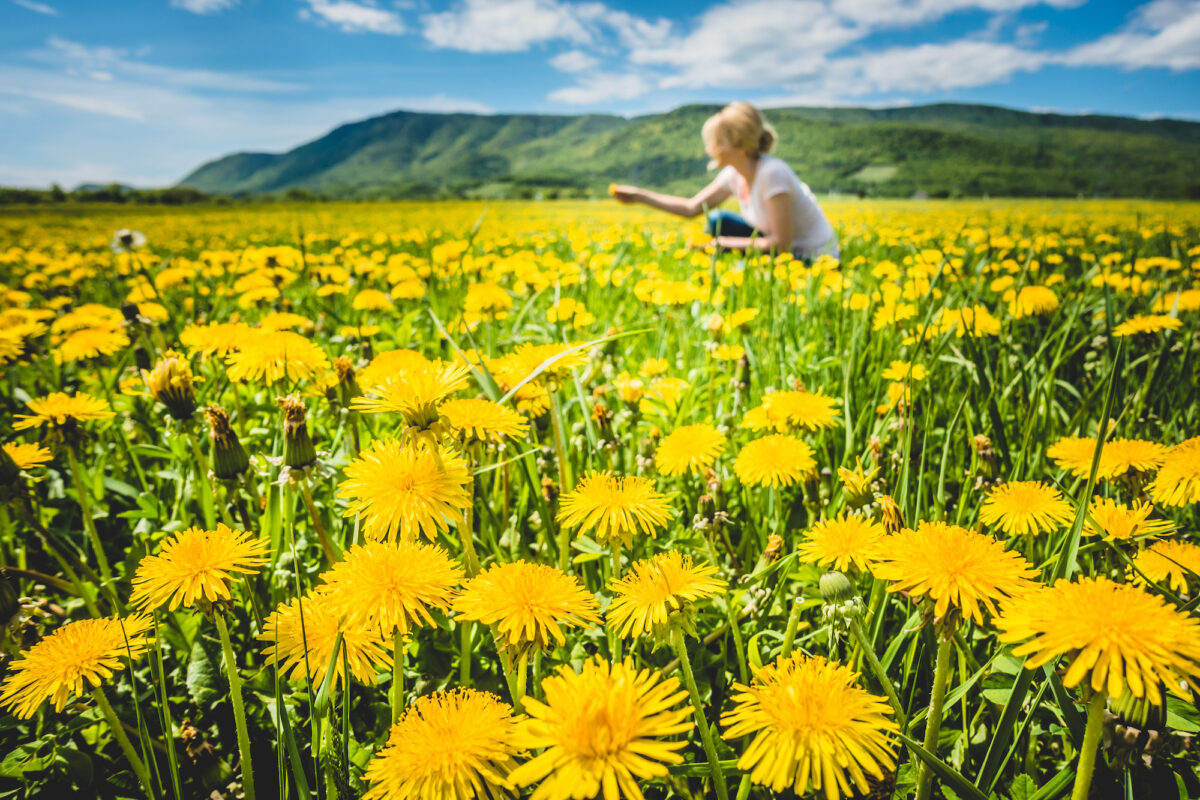 Cooking for Healing: How to Use Dandelions in Daily Meals