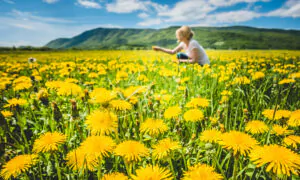 Cooking for Healing: How to Use Dandelions in Daily Meals