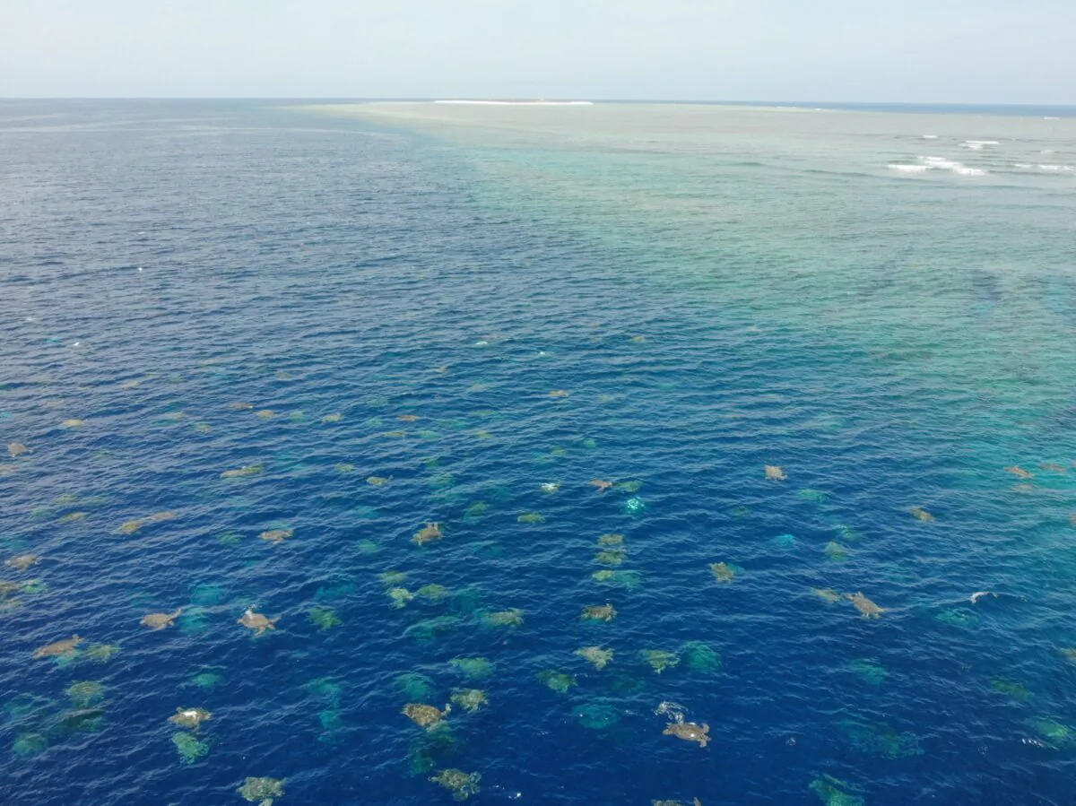 Raine Island turtle aggregation in far North Queensland, Australia, on December 2019. (Courtesy of Queensland Department of Environment and Science/Great Barrier Reef Foundation/Handouts via Reuters)