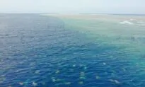 Plastic Found Inside Most Baby Turtles Off Queensland