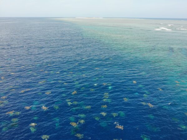 AUSTRALIA-TURTLES (1)