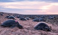 World’s Largest Green Turtle Colony Nearly Twice as Big as Thought