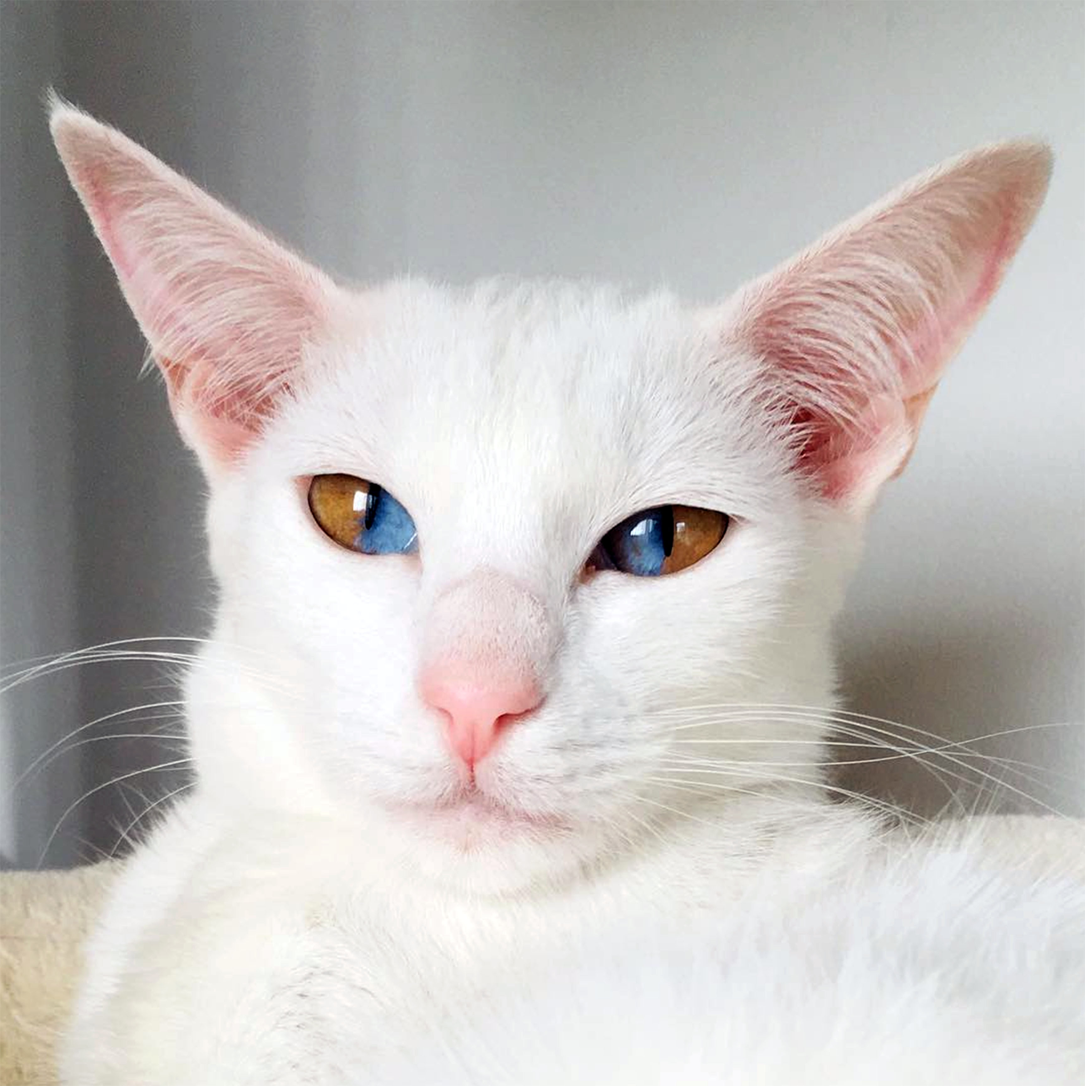 Meet This Stunning White Cat With Rare Condition That Has
