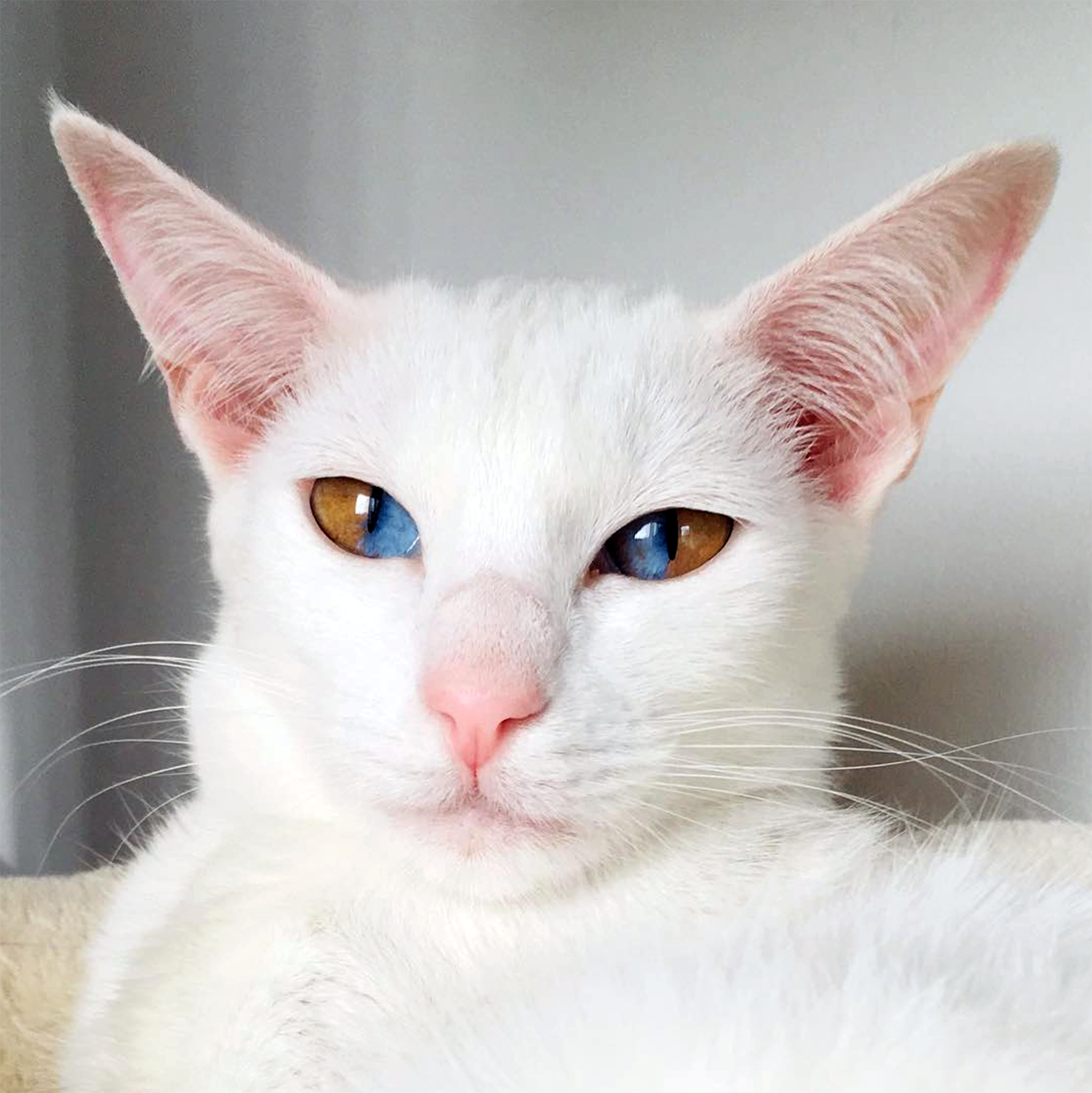 Collection 100+ Pictures white cat with two different colored eyes Completed