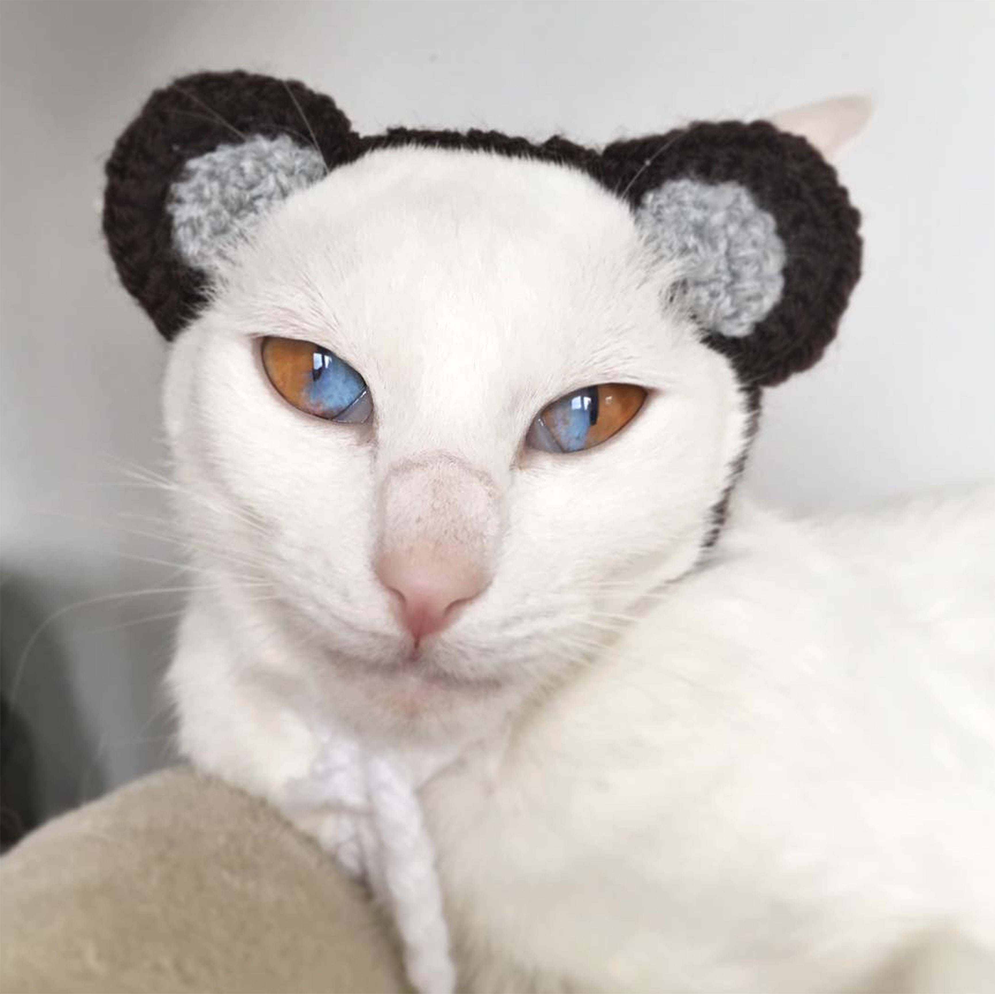 Meet This Stunning White Cat With Rare Condition That Has