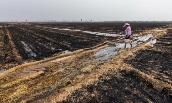China’s Top Wheat Producing Province has a Poor Summer Yield