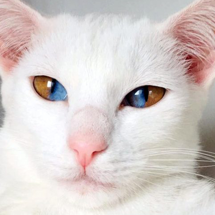 white cat pictures blue eyes